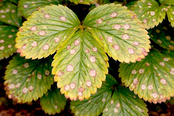 MultipartFile resource [file_data]