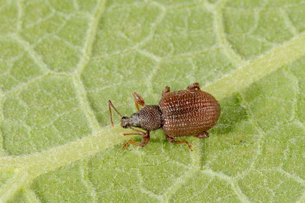 MultipartFile resource [file_data]