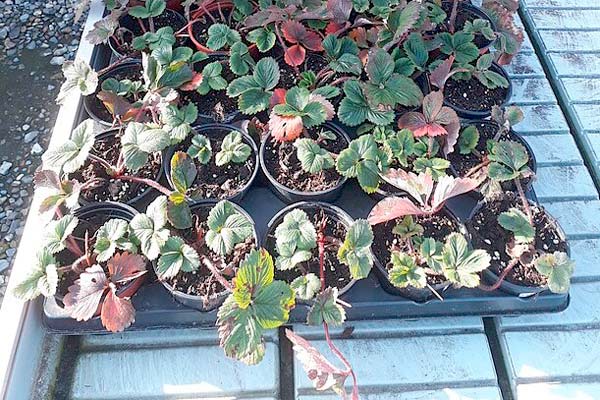 MultipartFile resource [file_data]