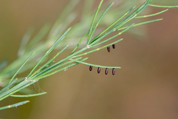 MultipartFile resource [file_data]