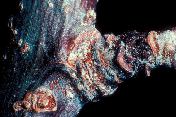 MultipartFile resource [file_data]